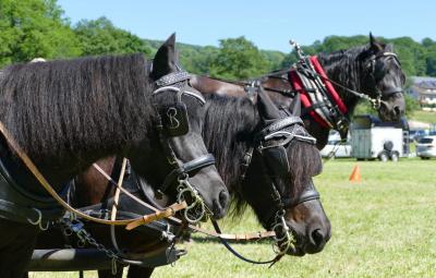 Foto des Albums: Fahrturnier Hilders 2017
