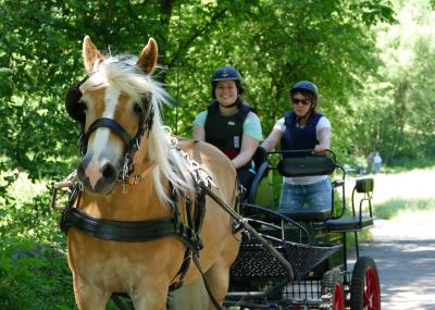 Foto des Albums: Fahrturnier Hilders 2017