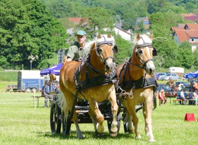 Foto des Albums: Fahrturnier Hilders 2017
