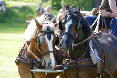 Foto des Albums: Fahrturnier Hilders 2017