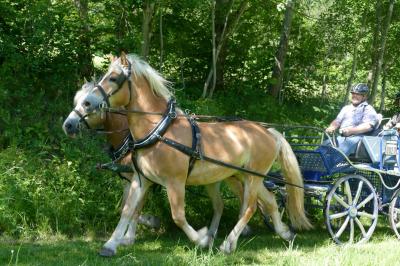 Foto des Albums: Fahrturnier Hilders 2017