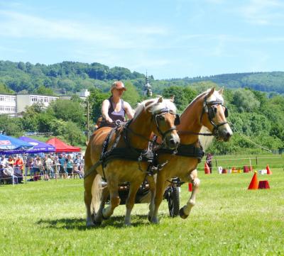 Foto des Albums: Fahrturnier Hilders 2017