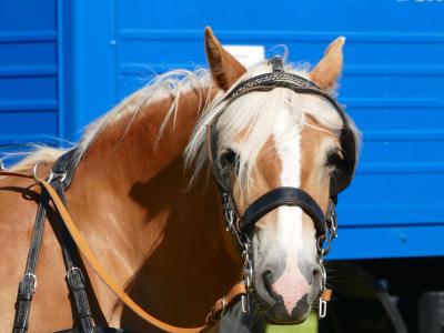 Foto des Albums: Fahrturnier Hilders 2017