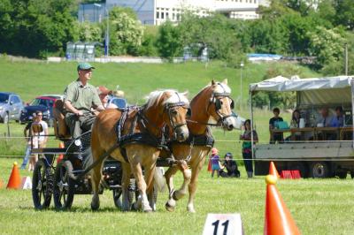Foto des Albums: Fahrturnier Hilders 2017