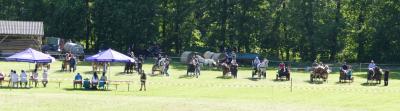 Foto des Albums: Fahrturnier Hilders 2017