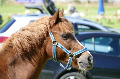 Foto des Albums: Fahrturnier Hilders 2017