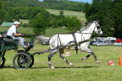 Foto des Albums: Fahrturnier Hilders 2017