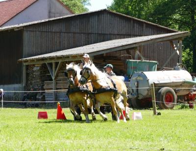 Foto des Albums: Fahrturnier Hilders 2017