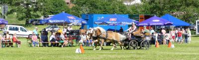 Foto des Albums: Fahrturnier Hilders 2017