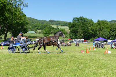 Foto des Albums: Fahrturnier Hilders 2017