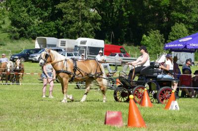Foto des Albums: Fahrturnier Hilders 2017