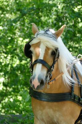 Foto des Albums: Fahrturnier Hilders 2017