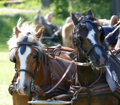 Foto des Albums: Fahrturnier Hilders 2017