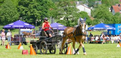 Foto des Albums: Fahrturnier Hilders 2017