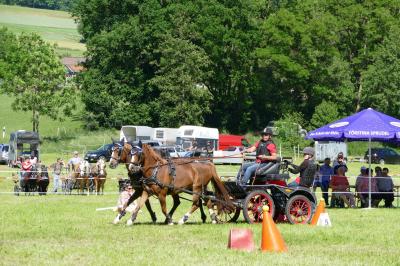 Foto des Albums: Fahrturnier Hilders 2017