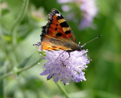 Foto des Albums: Fahrturnier Hilders 2017