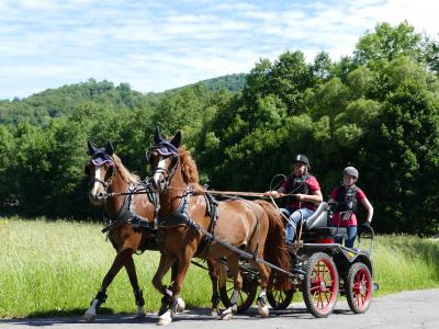 Foto des Albums: Fahrturnier Hilders 2017