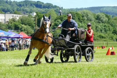 Foto des Albums: Fahrturnier Hilders 2017