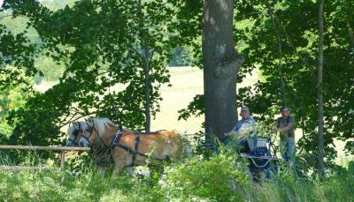 Foto des Albums: Fahrturnier Hilders 2017