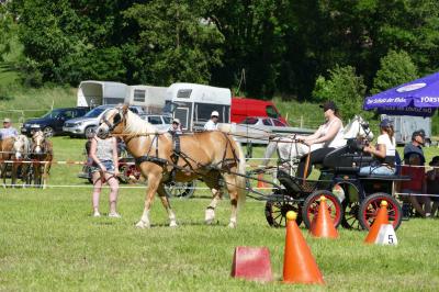 Foto des Albums: Fahrturnier Hilders 2017