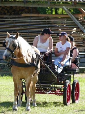 Foto des Albums: Fahrturnier Hilders 2017