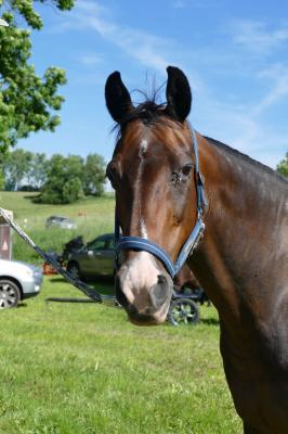 Foto des Albums: Fahrturnier Hilders 2017
