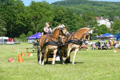 Foto des Albums: Fahrturnier Hilders 2017