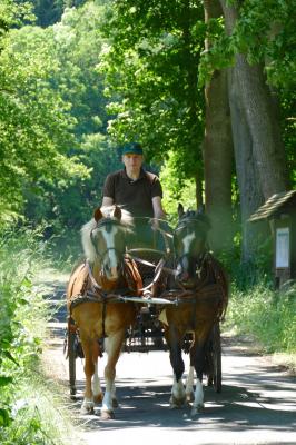 Foto des Albums: Fahrturnier Hilders 2017