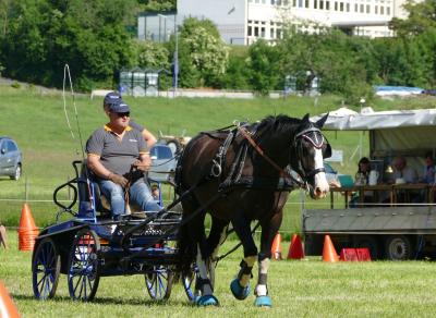 Foto des Albums: Fahrturnier Hilders 2017