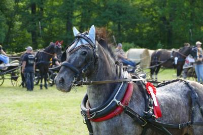 Foto des Albums: Fahrturnier Hilders 2017