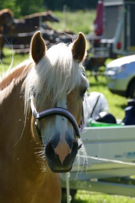 Foto des Albums: Fahrturnier Hilders 2017