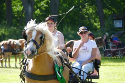 Foto des Albums: Fahrturnier Hilders 2017