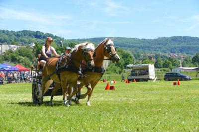 Foto des Albums: Fahrturnier Hilders 2017