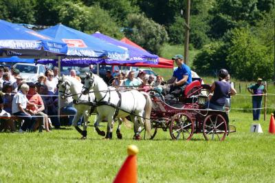 Foto des Albums: Fahrturnier Hilders 2017