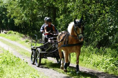 Foto des Albums: Fahrturnier Hilders 2017