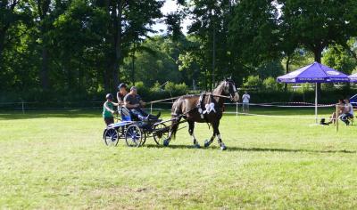 Foto des Albums: Fahrturnier Hilders 2017