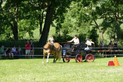 Foto des Albums: Fahrturnier Hilders 2017