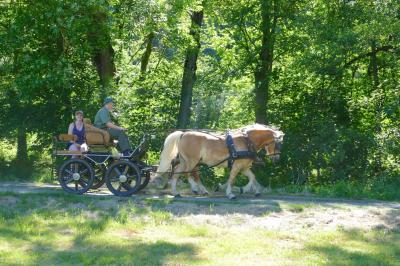 Foto des Albums: Fahrturnier Hilders 2017