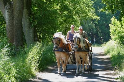Foto des Albums: Fahrturnier Hilders 2017