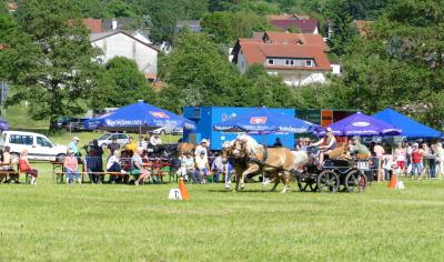 Foto des Albums: Fahrturnier Hilders 2017