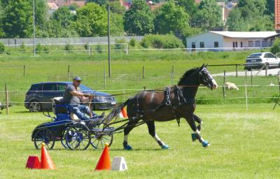 Foto des Albums: Fahrturnier Hilders 2017