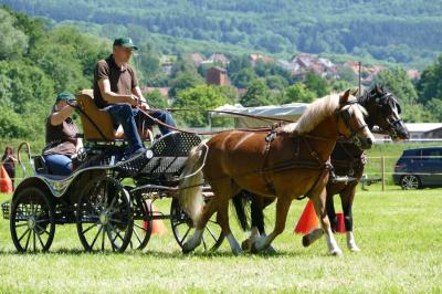 Foto des Albums: Fahrturnier Hilders 2017
