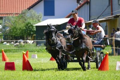 Foto des Albums: Fahrturnier Hilders 2017