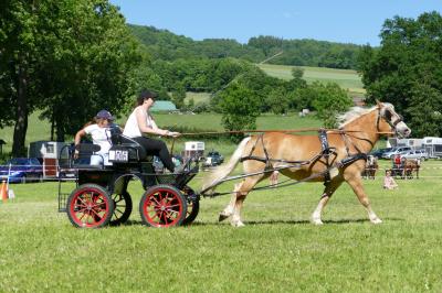 Foto des Albums: Fahrturnier Hilders 2017