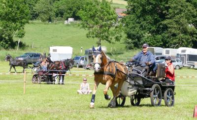 Foto des Albums: Fahrturnier Hilders 2017