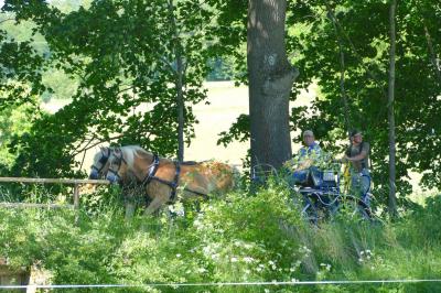 Foto des Albums: Fahrturnier Hilders 2017