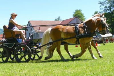 Foto des Albums: Fahrturnier Hilders 2017