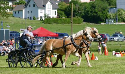 Foto des Albums: Fahrturnier Hilders 2017