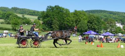 Foto des Albums: Fahrturnier Hilders 2017