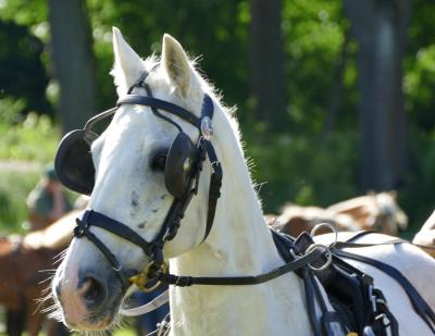 Foto des Albums: Fahrturnier Hilders 2017